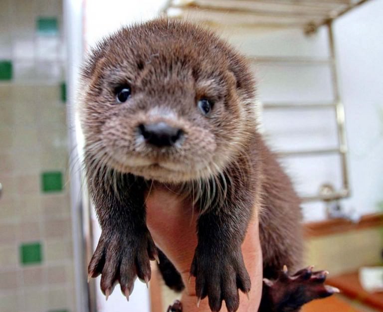 14 Sea Otters Who Don’t Even Know How Cute They Are