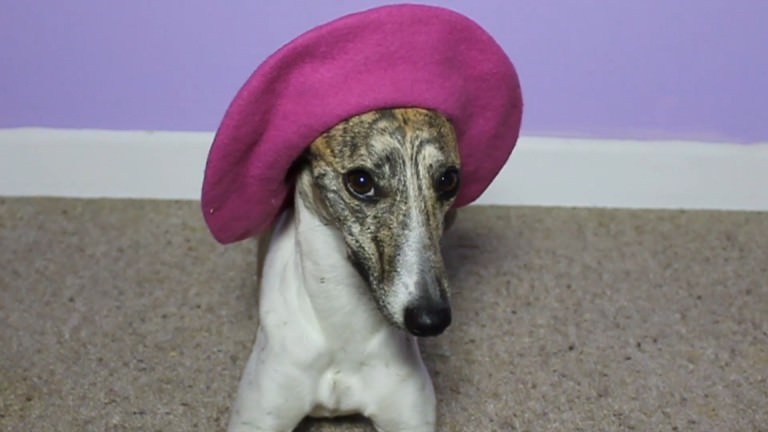 Whizzy Whippets! 7 Clips That Show They’re The Craziest Dogs Alive!