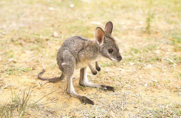 What the Police Officer Did to the Adorable Baby Kangaroo – You Won’t Believe