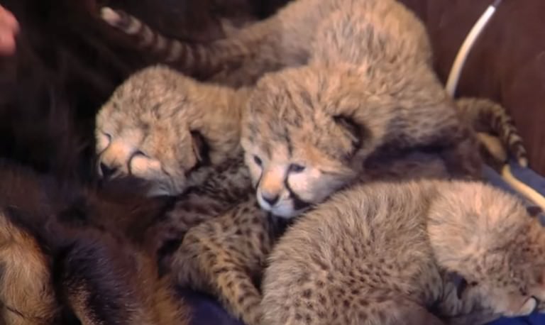 Nursery Dog Becomes Mother To Five Adorable Orphaned Cheetah Cubs