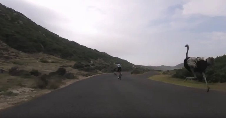 A Pair of Cyclists Being Chased By An Ostrich Is The Funniest Thing You’ll See All Day!