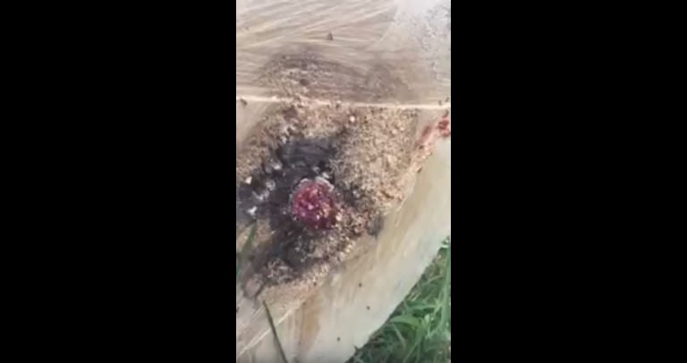 Guy Cuts Down Tree And Is Shocked When He Finds Out What’s Inside!