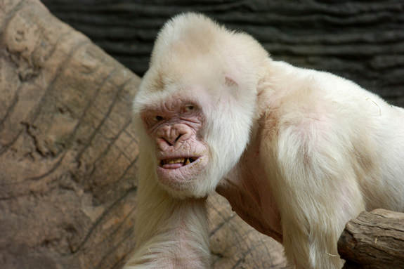These 12 Albino Animals Are So Beautiful, It’s Hard to Believe They’re Real