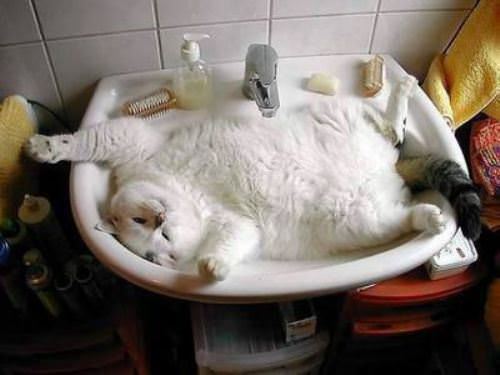 12 Photos That Prove Cats Are…Essentially Liquid – #6 Will Make You Giggle