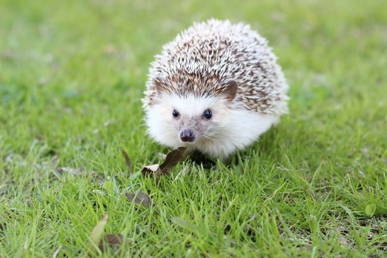 Amazing Story of Humanity Towards The Cutest Hedgehog That Lost All His Spine