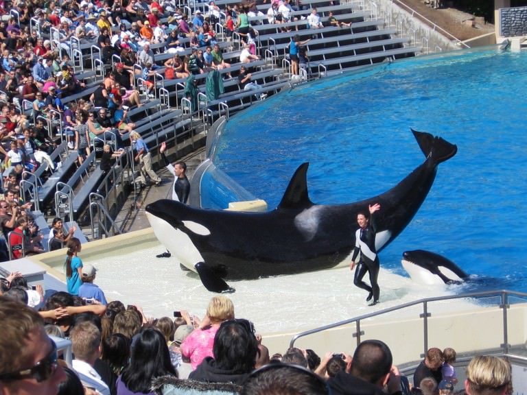 Petition Has Finally Made Sea World Do The Right Thing, So What’s Changed?
