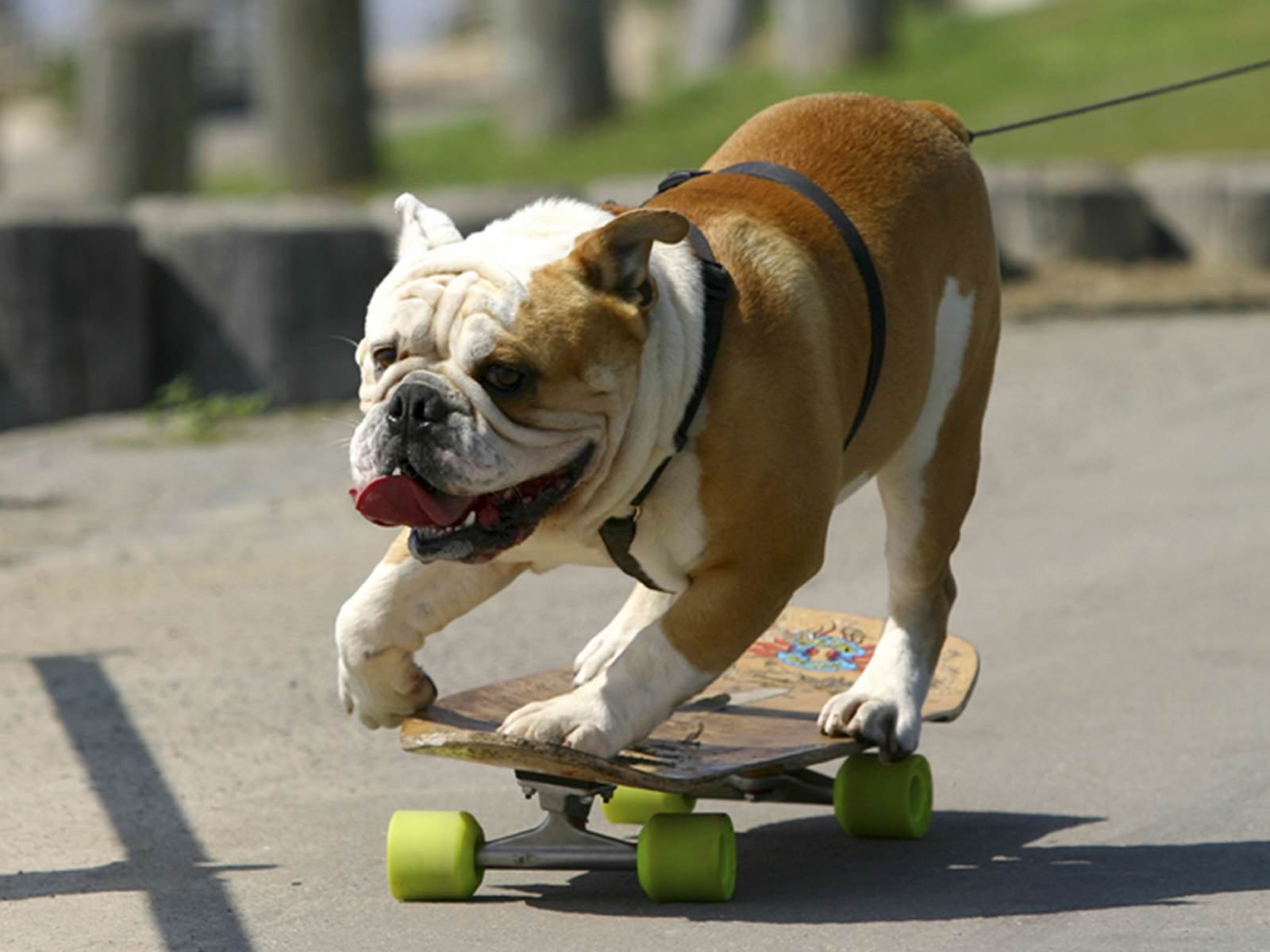 via Dogs-on-skateboards.tumblr.com 