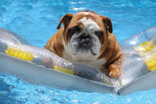 Pets In Summer - We All Need To Enjoy Summer Like Our Pets Do
