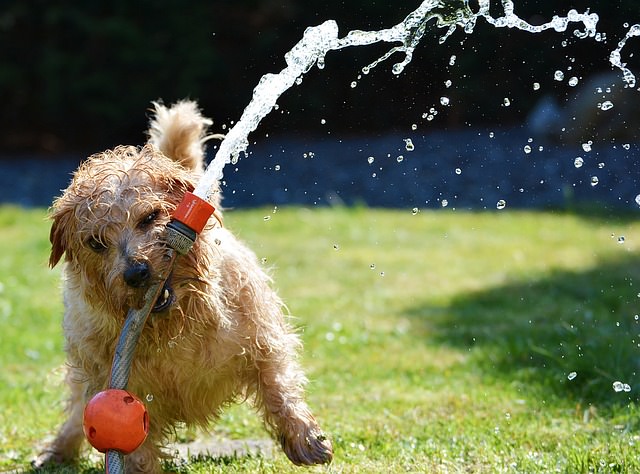 Pets In Summer – We All Need To Enjoy Summer Like Our Pets Do