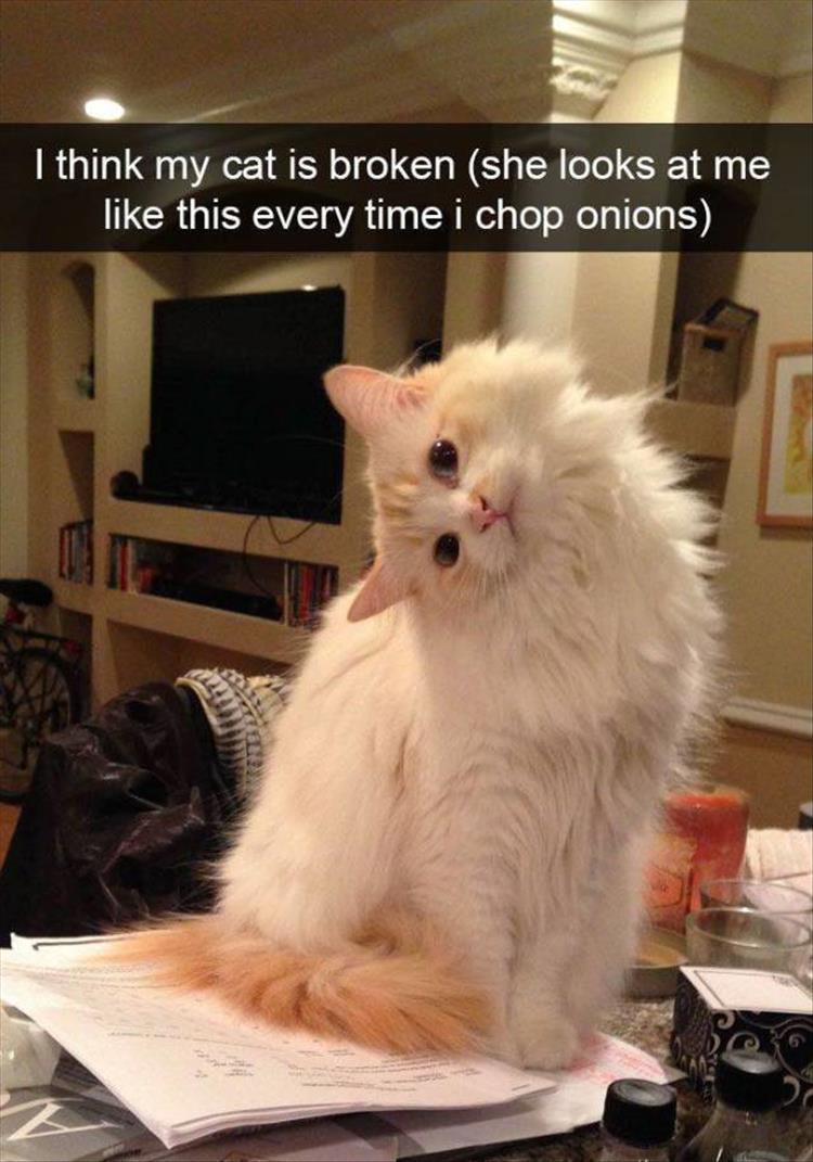 cat images with captions 2m