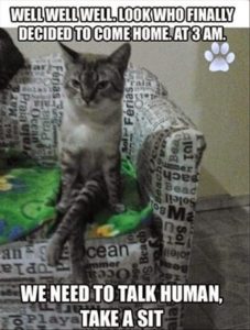 Funny Cat Pictures Captions - Why Do Meaningful Captions On Cat ...