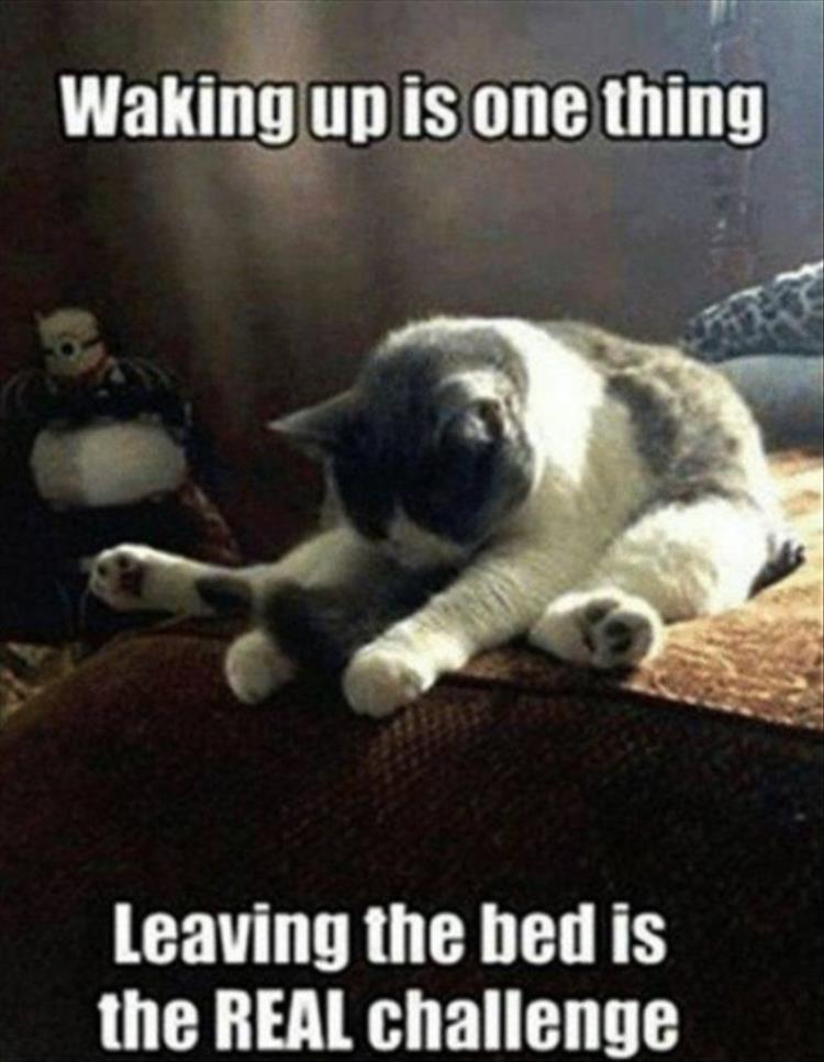 80 Funny Cat Pictures Captions Will Make You Jump Laughing