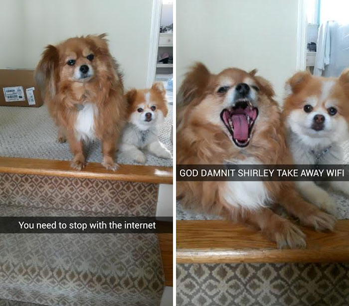 Dog SnapChats Stories – Why We All Need Them In Our Lives